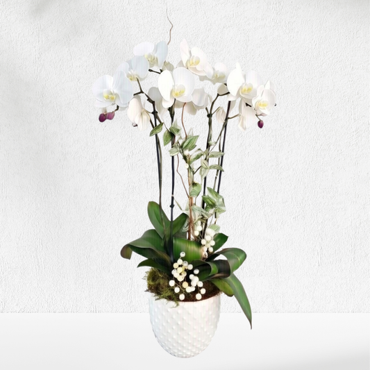 Orchid Quiet Harmony