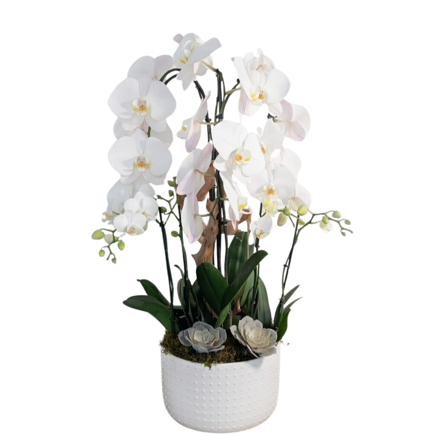 Natural Harmony Orchid Garden