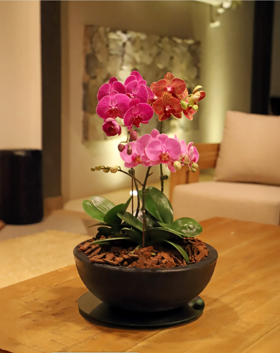 orquidias de la suerte