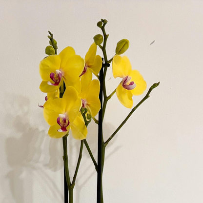 Golden Harmony Orchids