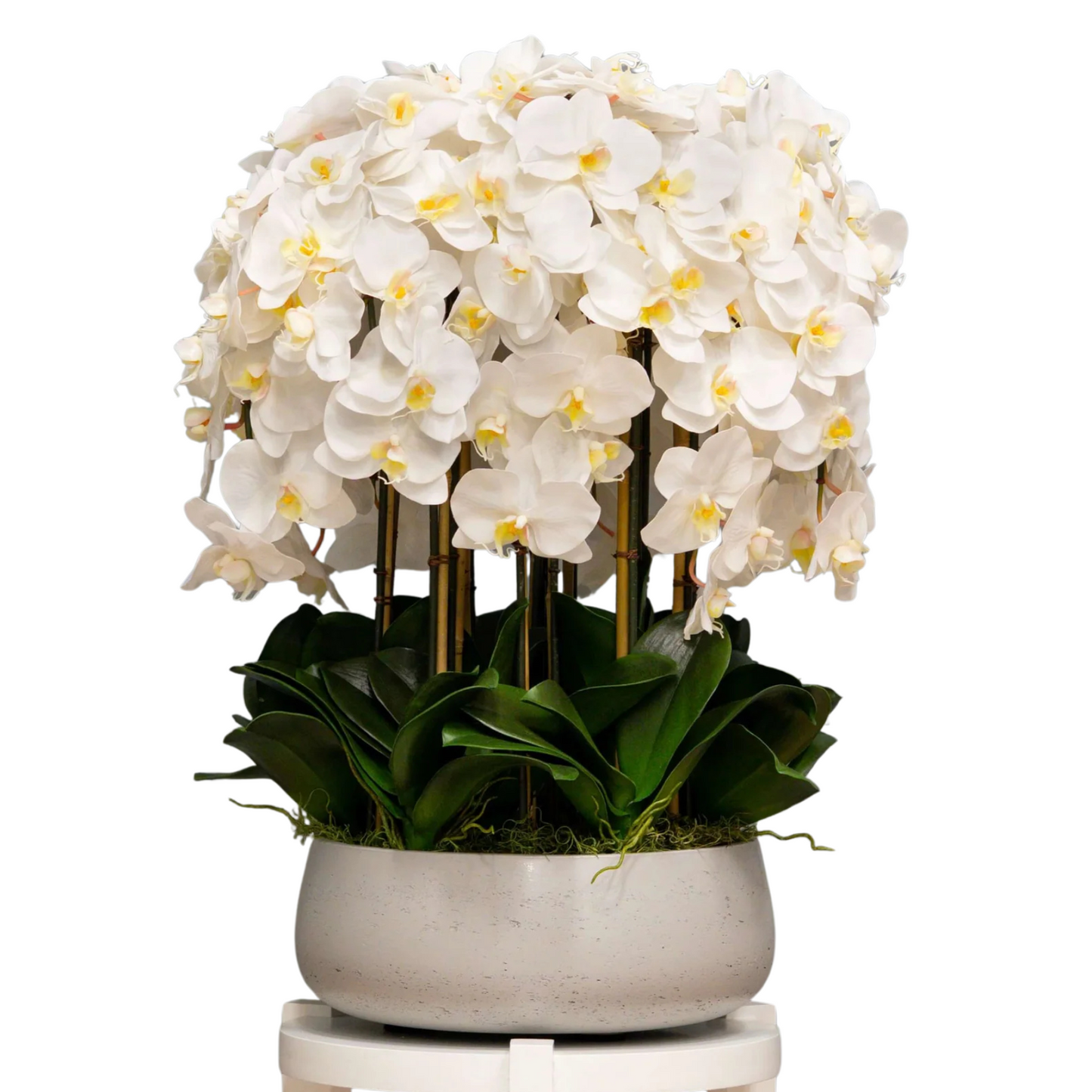 Imperial Orchid Cascade