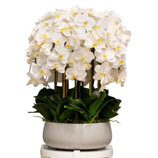 Imperial Orchid Cascade