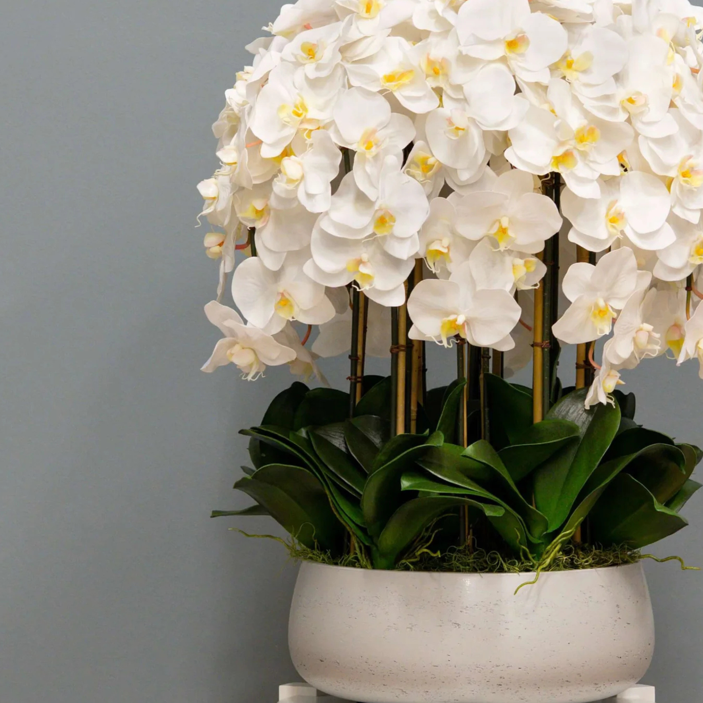 Imperial Orchid Cascade