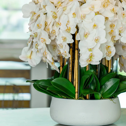 Imperial Orchid Cascade