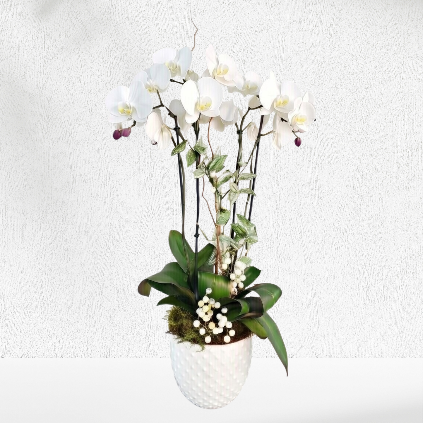 Orchid Quiet Harmony