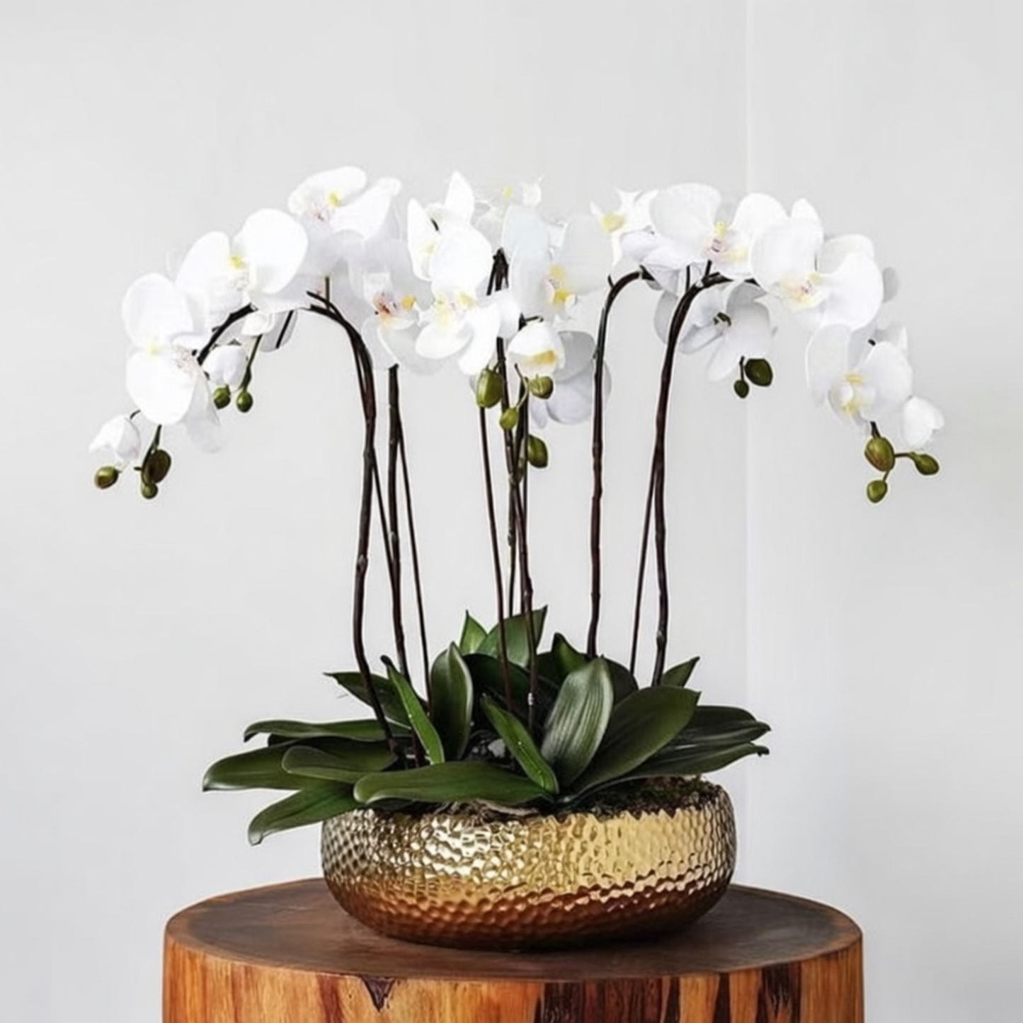 Orchid Aurea Collection