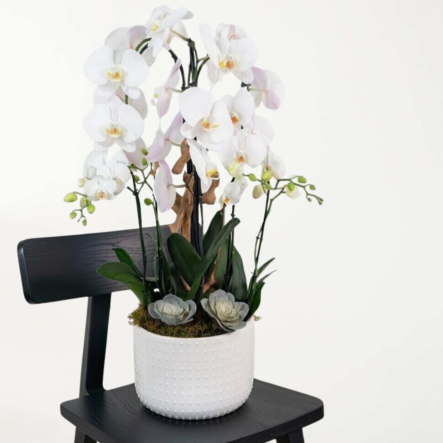 Natural Harmony Orchid Garden