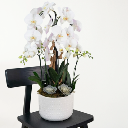 Natural Harmony Orchid Garden