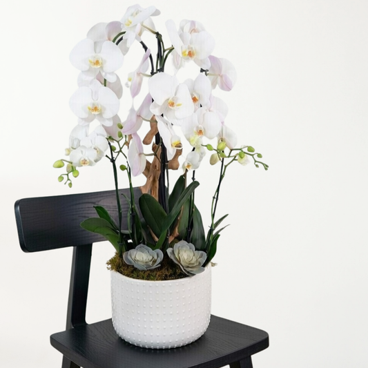 Natural Harmony Orchid Garden