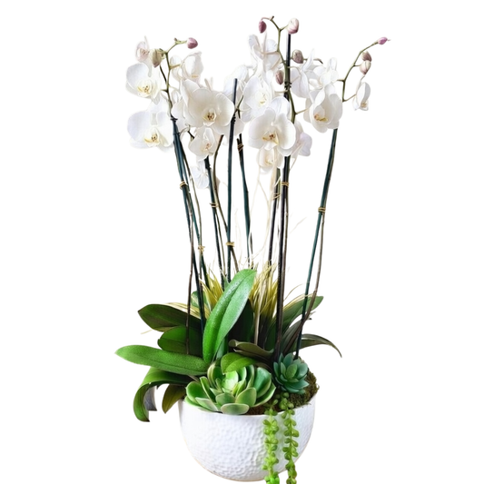 Serenity Orchid Garden