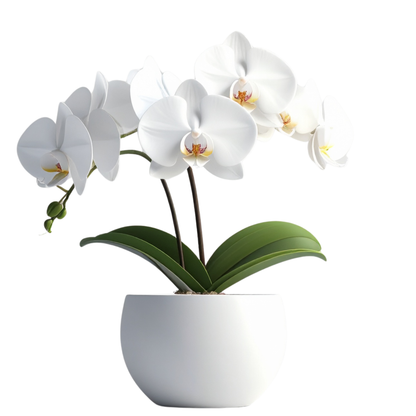 Orchids in love Premiun