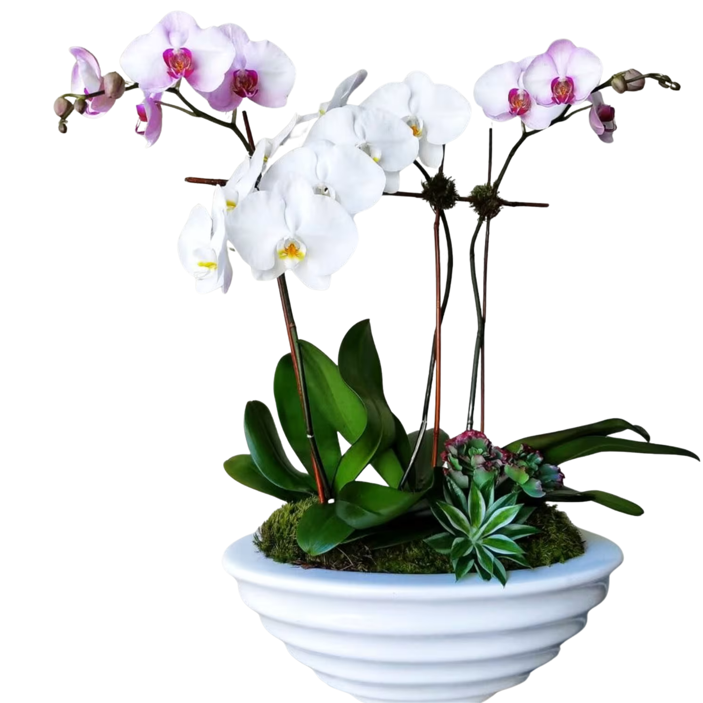 Orquids by Lupe – Signature Arrangement