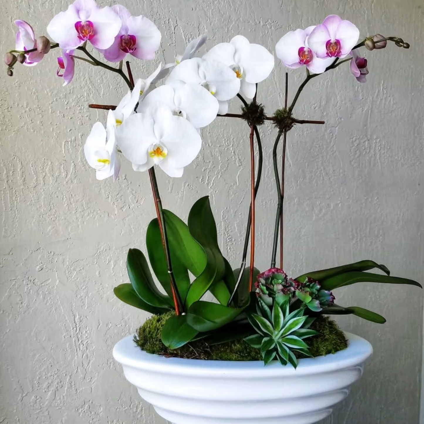 Orquids by Lupe – Signature Arrangement