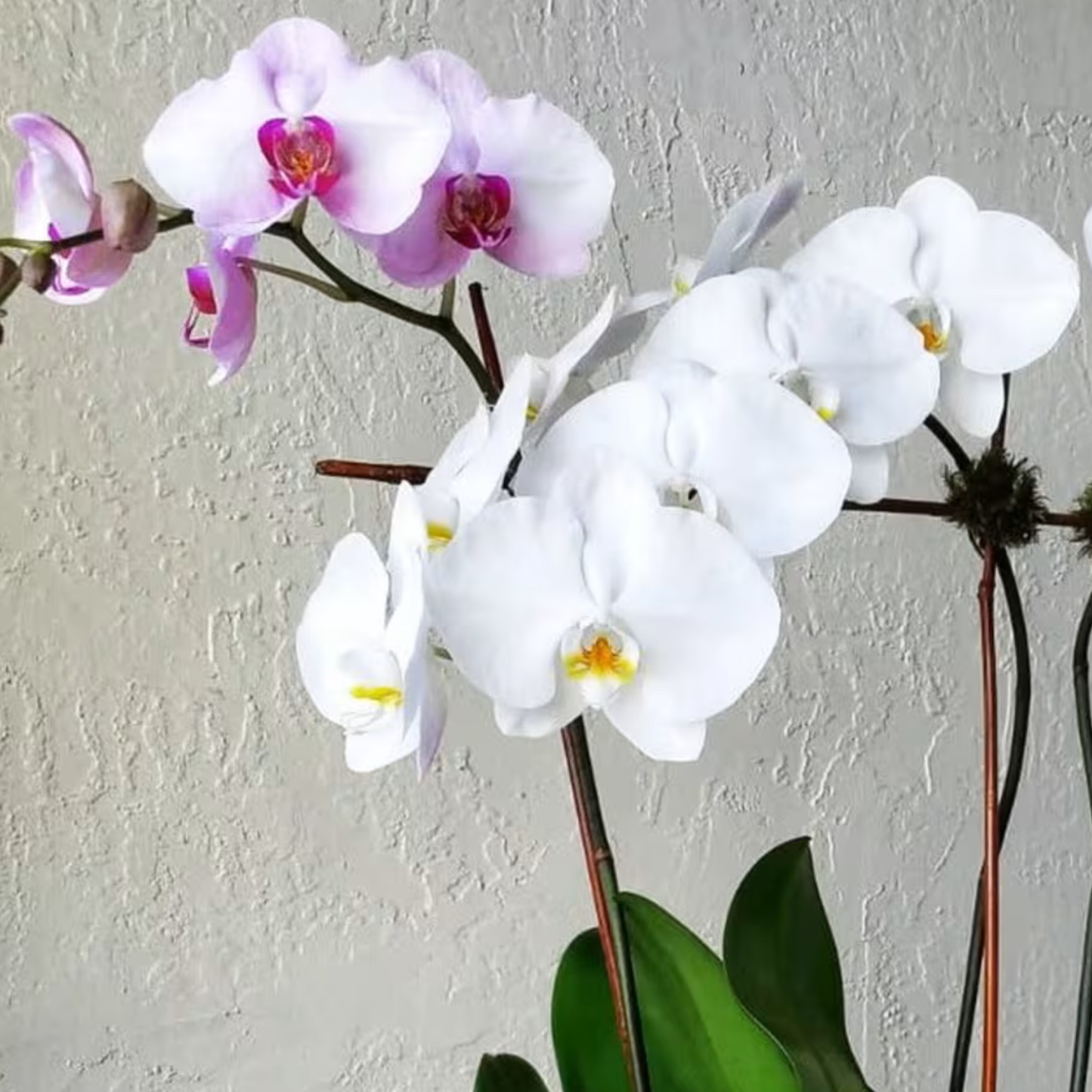 Orquids by Lupe – Signature Arrangement