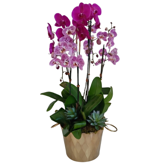 Gilded Orchid Ensemble