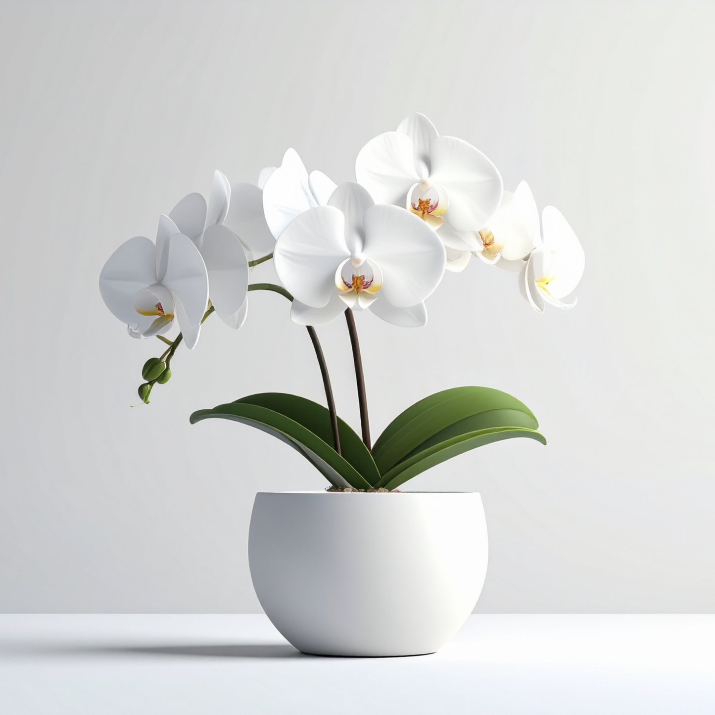 Orchids in love Premiun