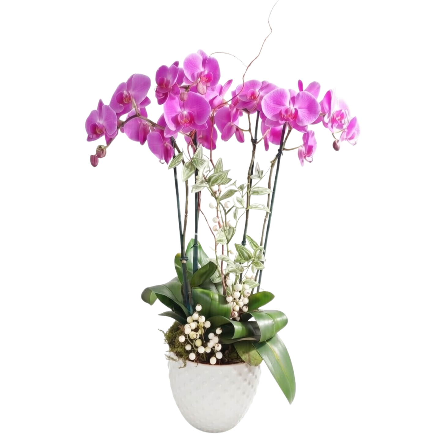 Orchid Quiet Harmony