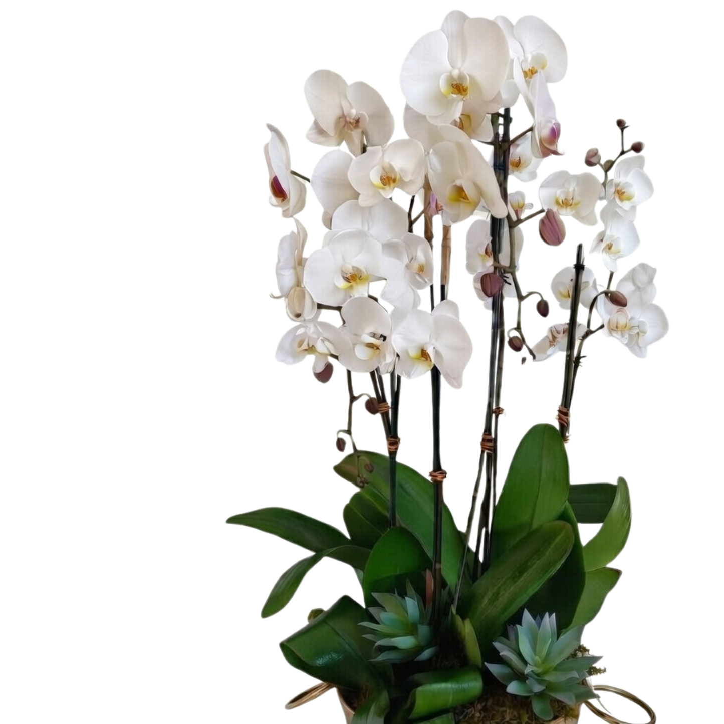 Gilded Orchid Ensemble