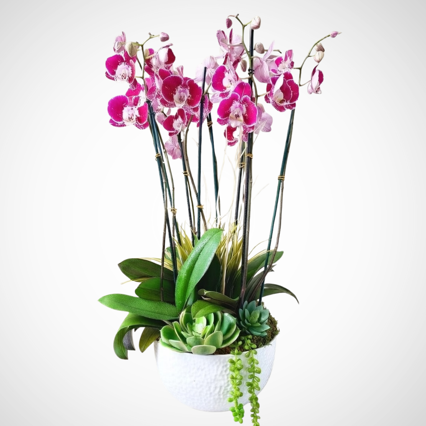 Serenity Orchid Garden