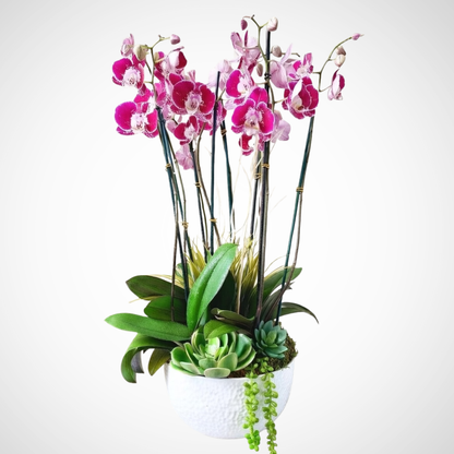 Serenity Orchid Garden