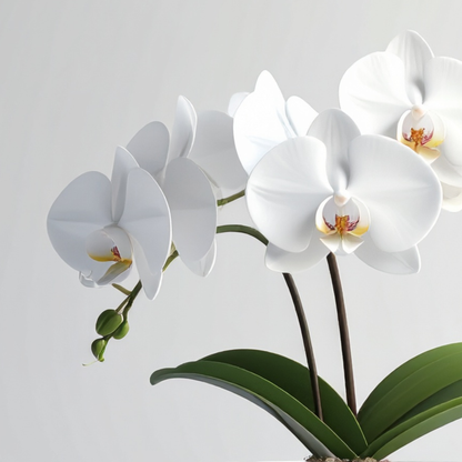 Orchids in love Premiun