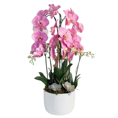 Natural Harmony Orchid Garden