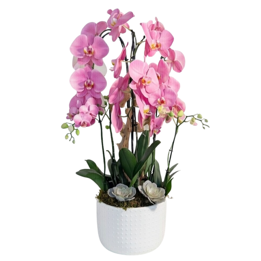 Natural Harmony Orchid Garden