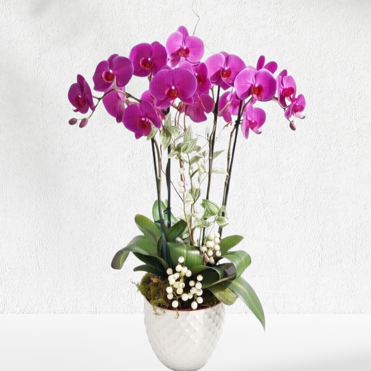 Orchid Quiet Harmony