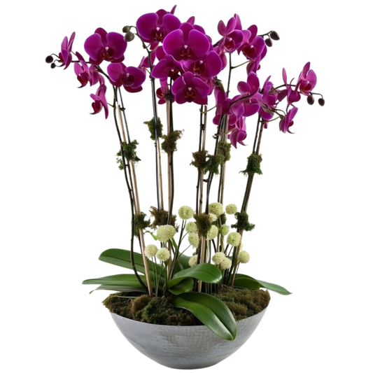 Grand Orchid Signature