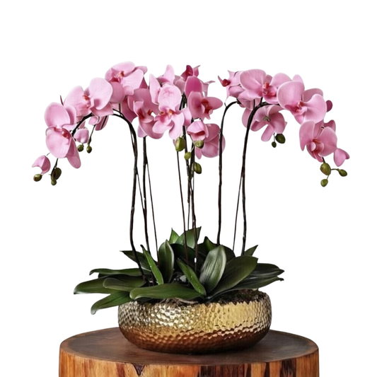 Orchid Aurea Collection