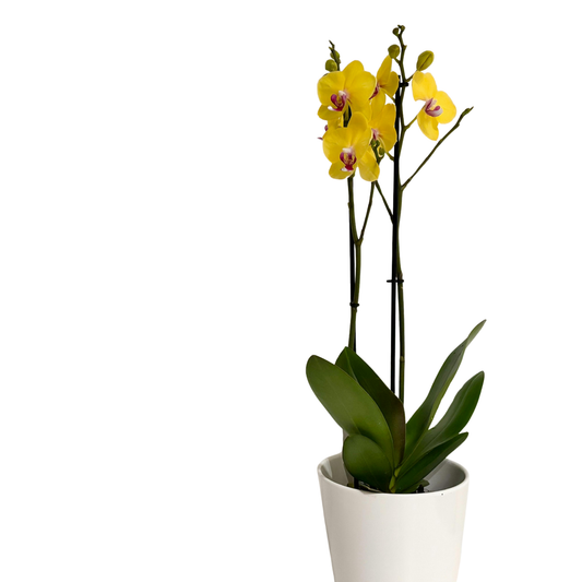 Golden Harmony Orchids