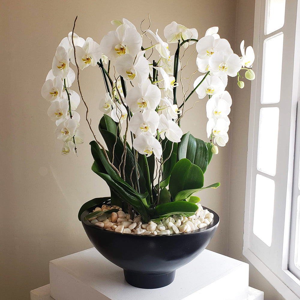 orchidst to say sorry