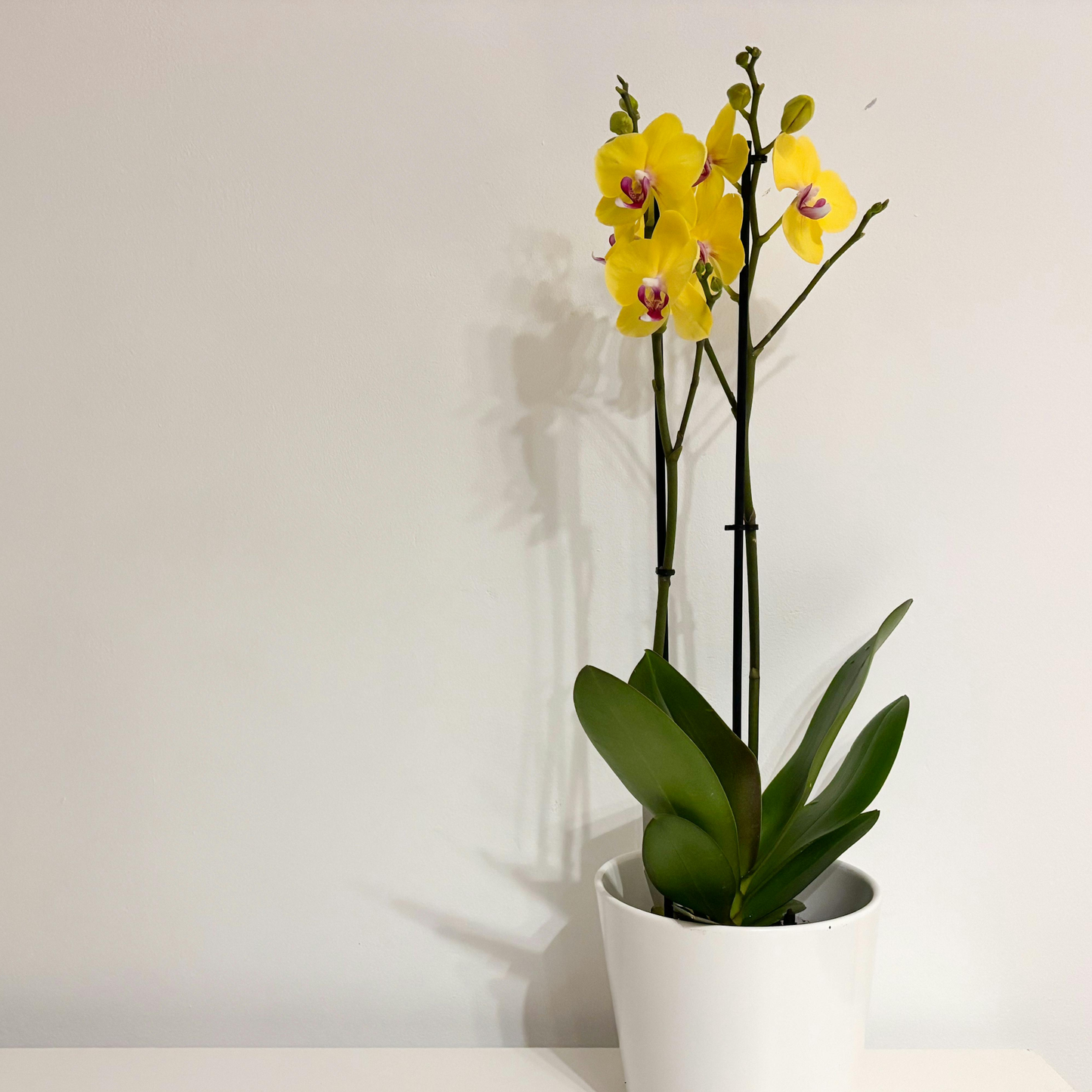 Golden Harmony Orchids